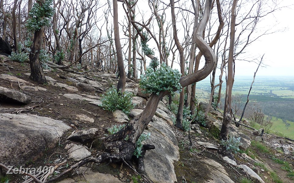 23-Aftermath of the 2009 bushfires in the Grampians.JPG